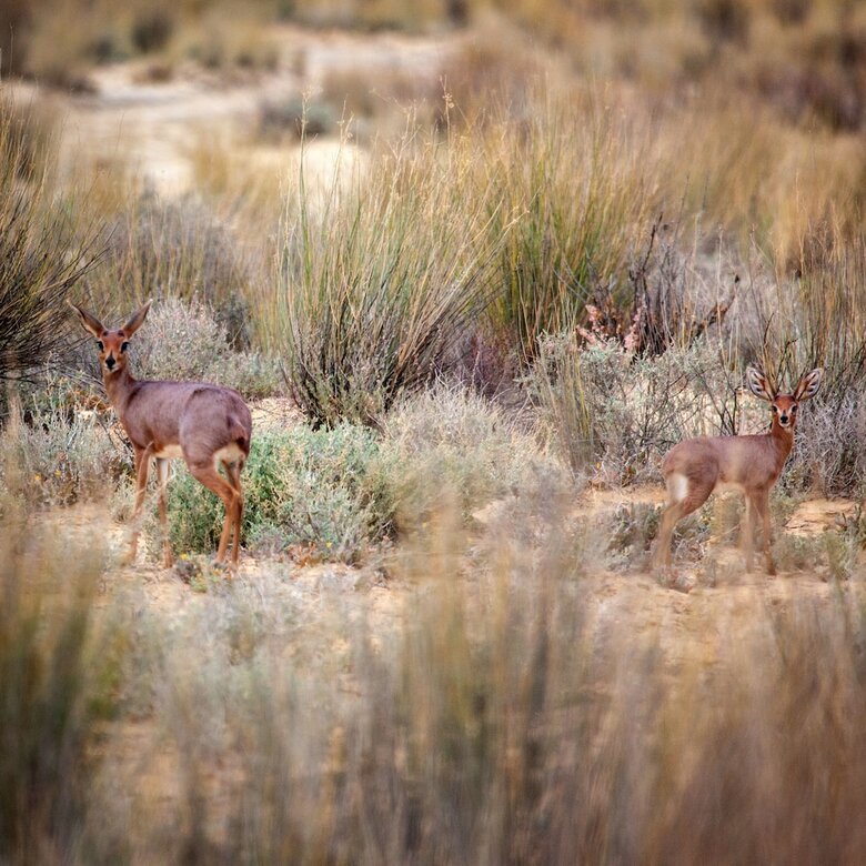 Posada Inverdoorn Private Game Reserve