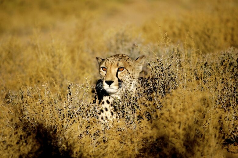 Posada Inverdoorn Private Game Reserve
