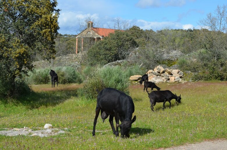 Hostal Albergue La Jarilla