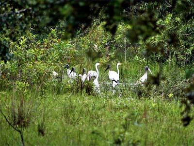 Hotel Pantanal Mato Grosso