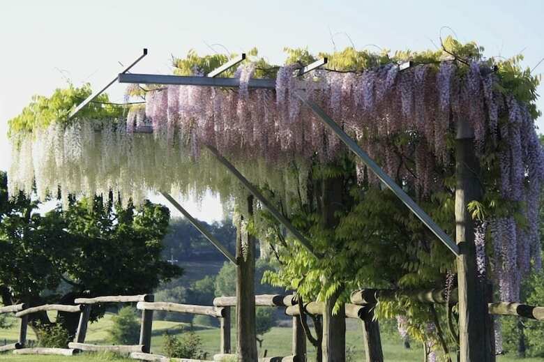 Agroturismo Verdidea - Podere Della Bruciata