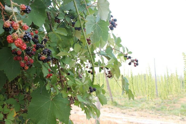 Apartamentos Hopyard View Farm ~ A Farm Experience In Ashland!