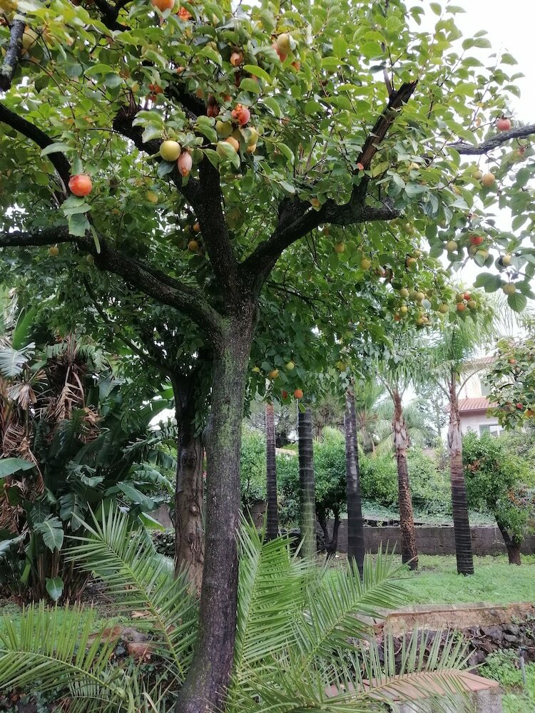 Hotel Jolie Guesthouse