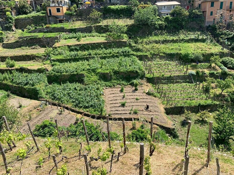 Hotel Il Mag�n - Cinque Terre