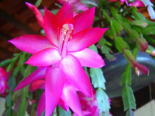 Chal� Em Chapada Dos Guimar�es