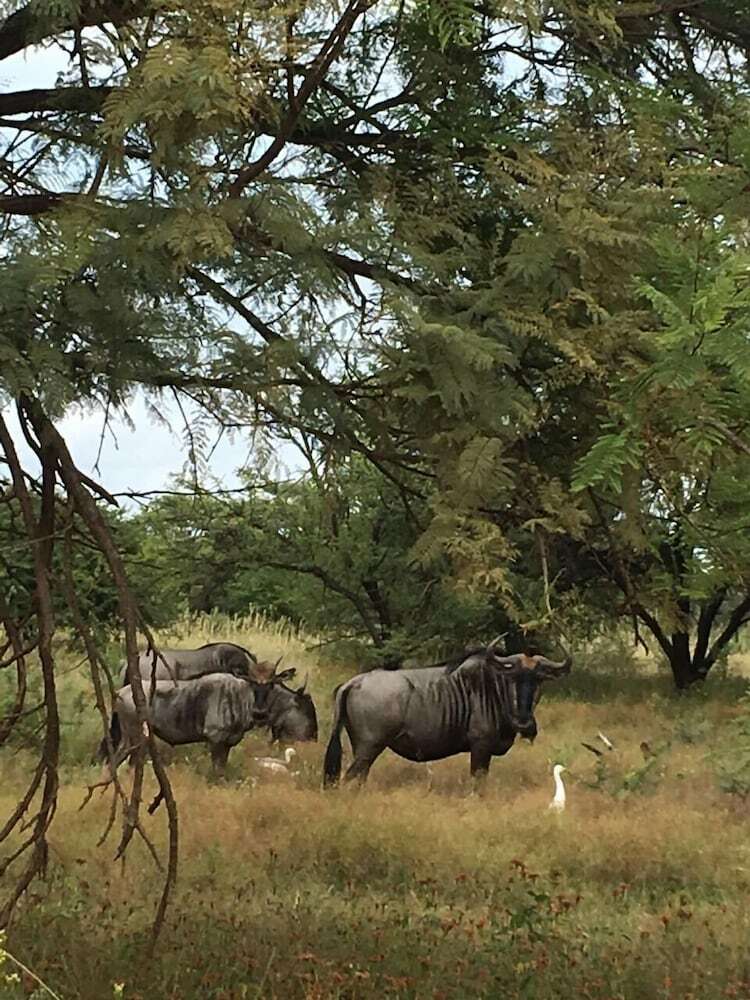 Bed & Breakfast Ngata Safari Lodge
