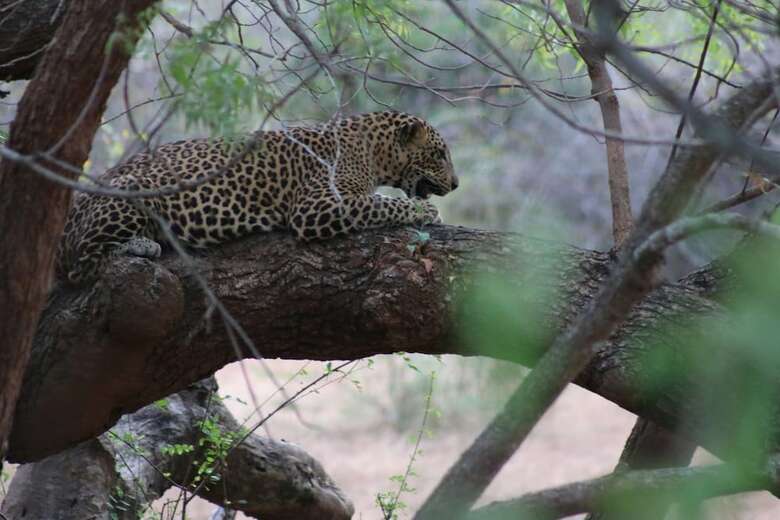 Hotel Wadula Safari Yala