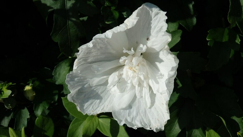 Bouillatou