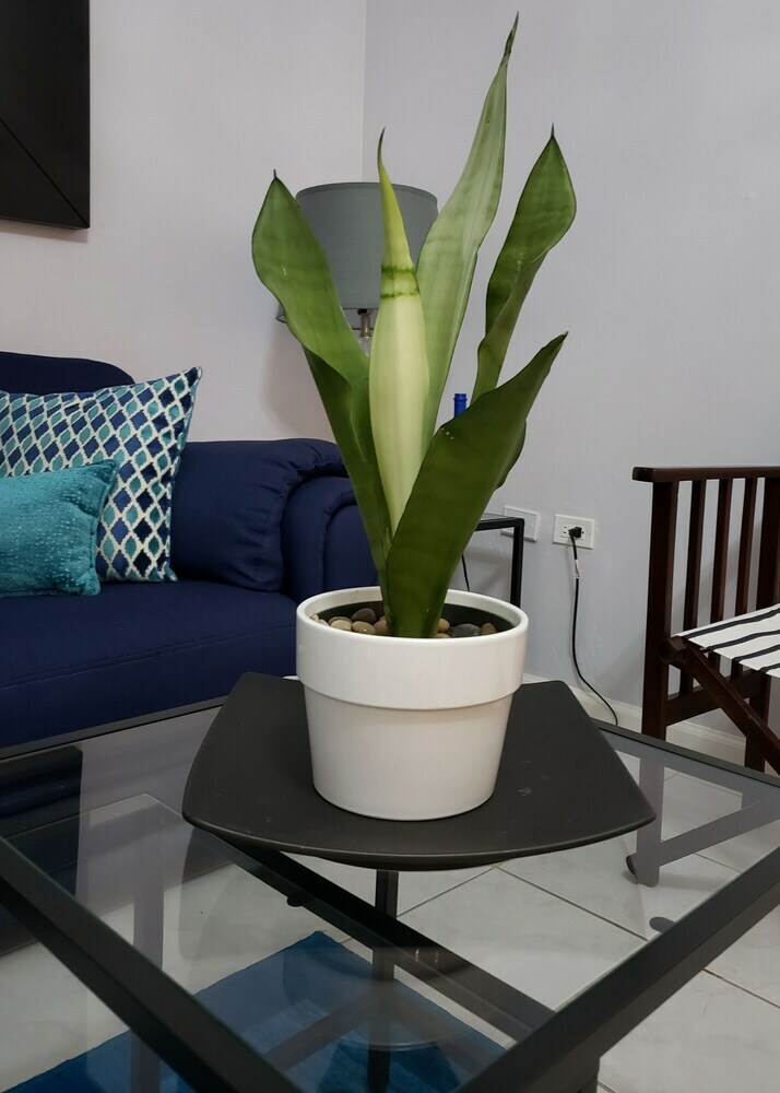Apartamentos Millsborough Bnb