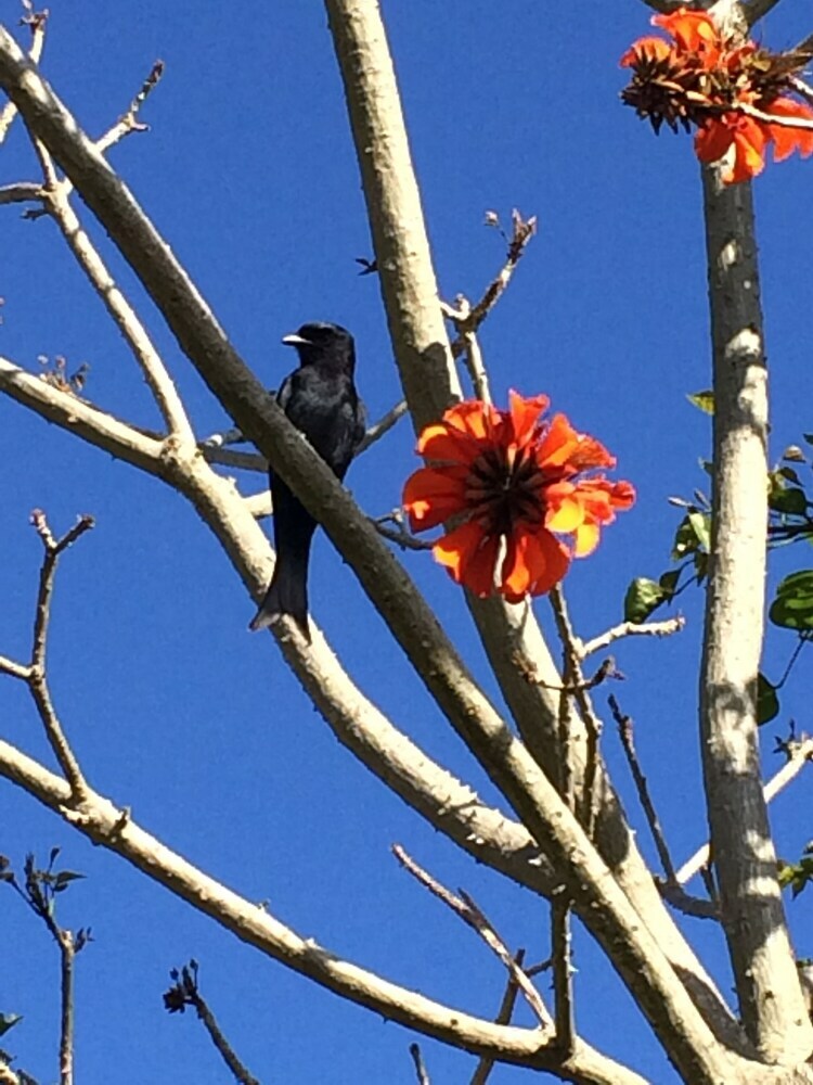 Posada Fish Eagle Lodge