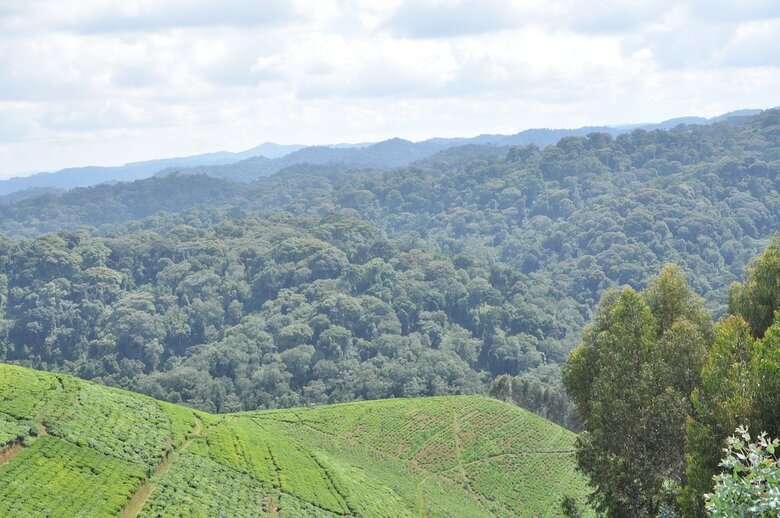 Posada Nyungwe Nziza Ecolodge