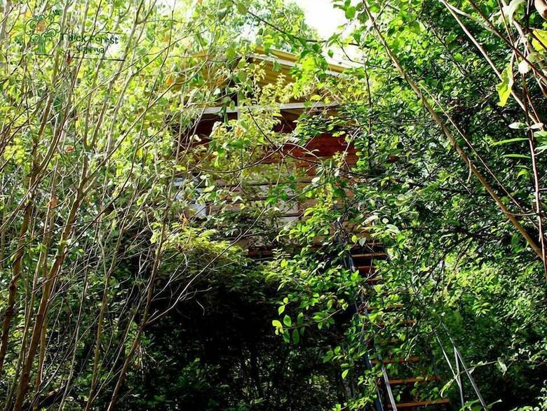 Cabana Thick Forest Sigiriya