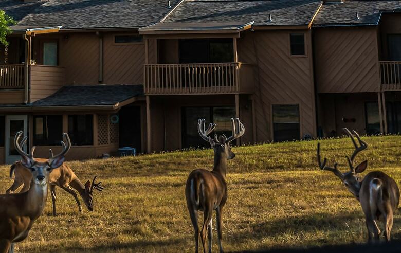 Hotel Cypress Fairway Village