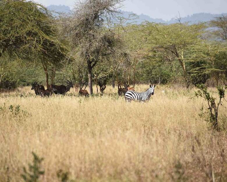 Polo Safari Club