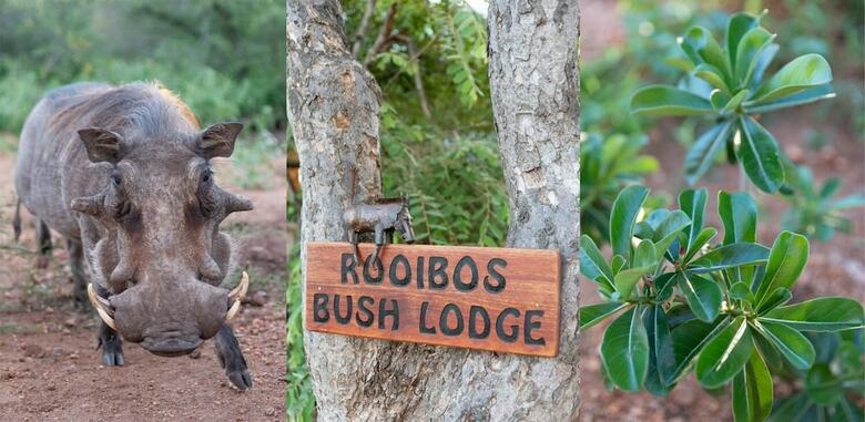 Posada Rooibos Bush Lodge