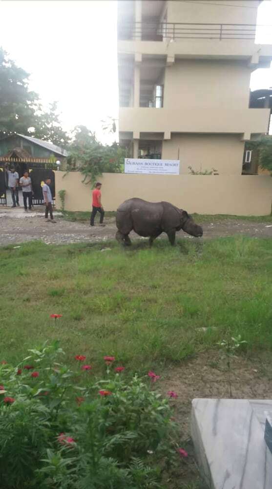 Hotel Sauraha Boutique Resort