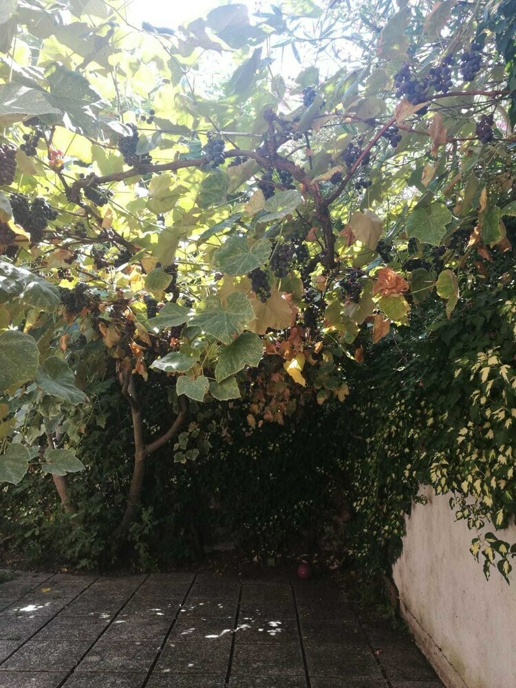 Apartamento La Maisonette Et Son Jardin