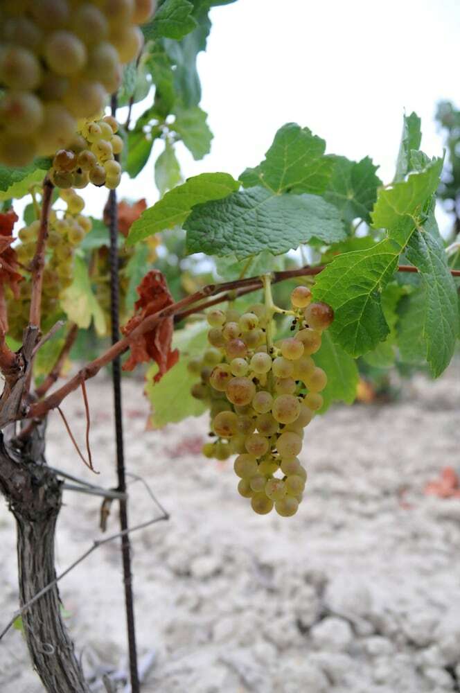 Agroturismo Le G�te Vigneron
