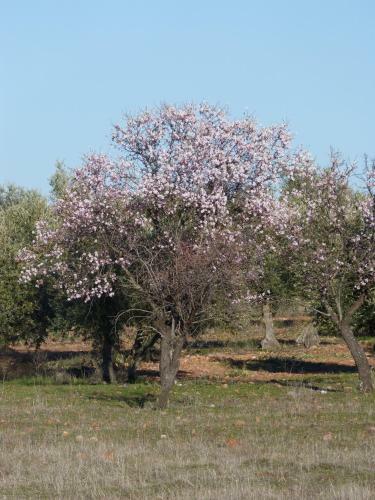 Hostal Alojamiento Rural Don Tello De Almod�var