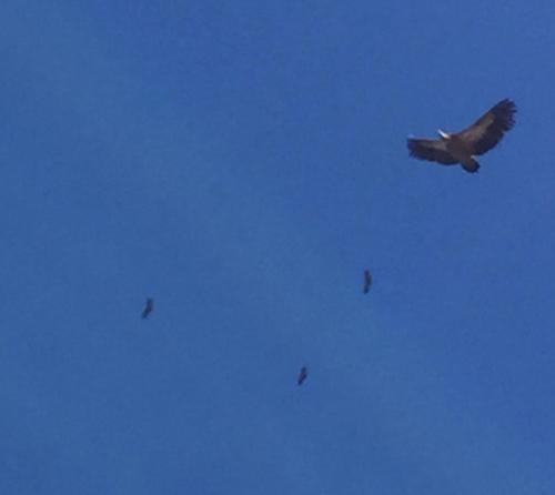 Aparthotel Castellfort