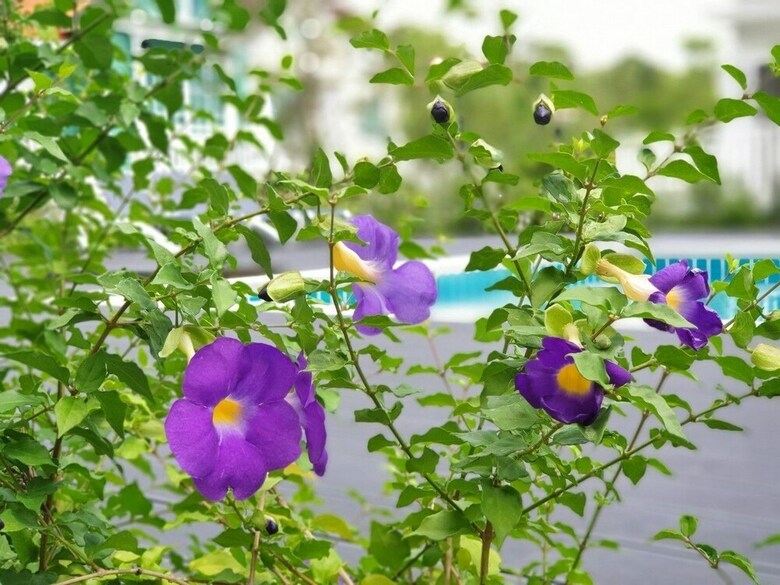 Hotel Vermont At Khaoyai