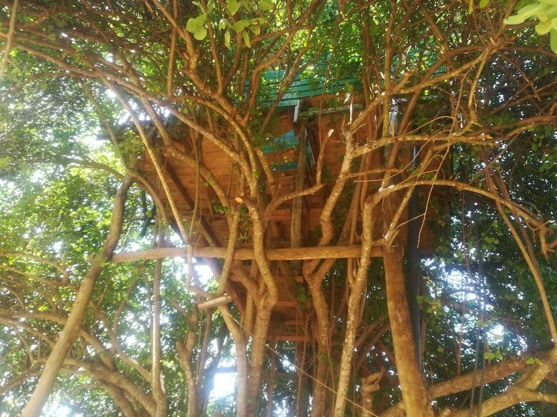 Wild Eco Safari