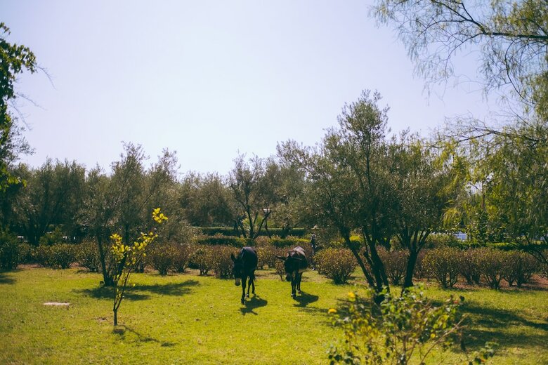 Hotel Fawakay Villas