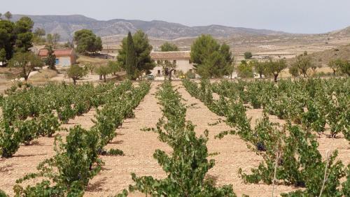Hostal The Olive Tree