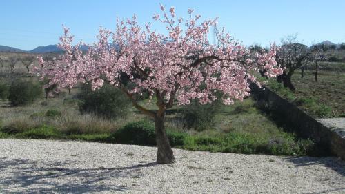 Hostal The Olive Tree