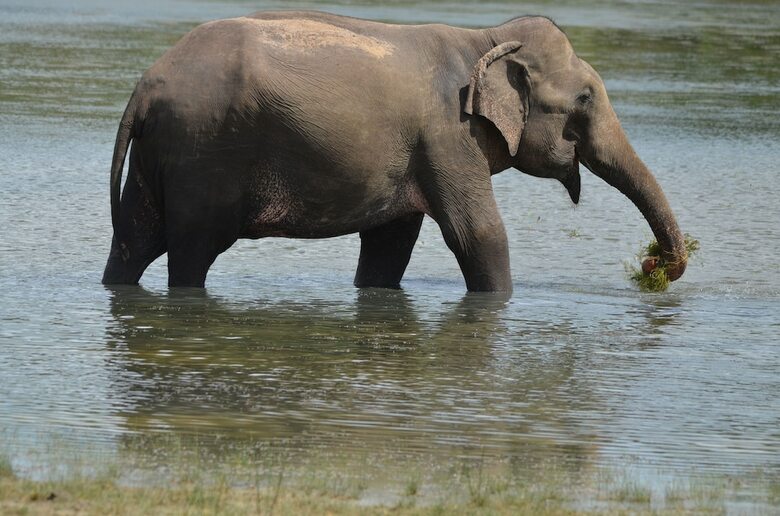Apartamento Sigiriya King's Resort