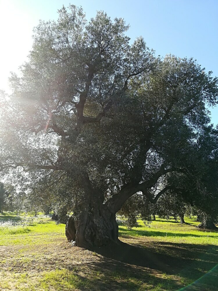 Trullo Alessandro E Villa Raffaela