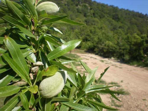 Agroturismo Mas Del Salin