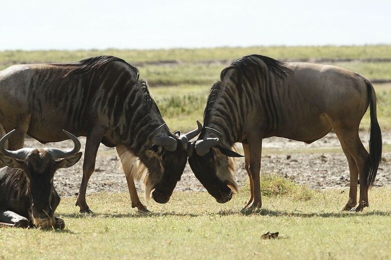 Ngorongoro Tented Camp