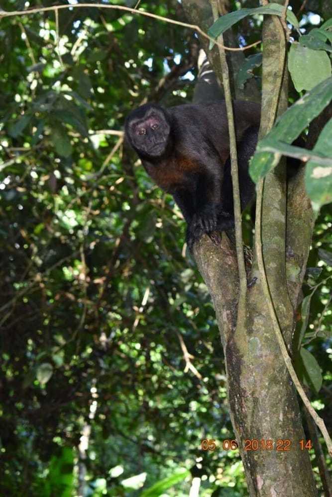 Posada Wimba Jungle Lodge