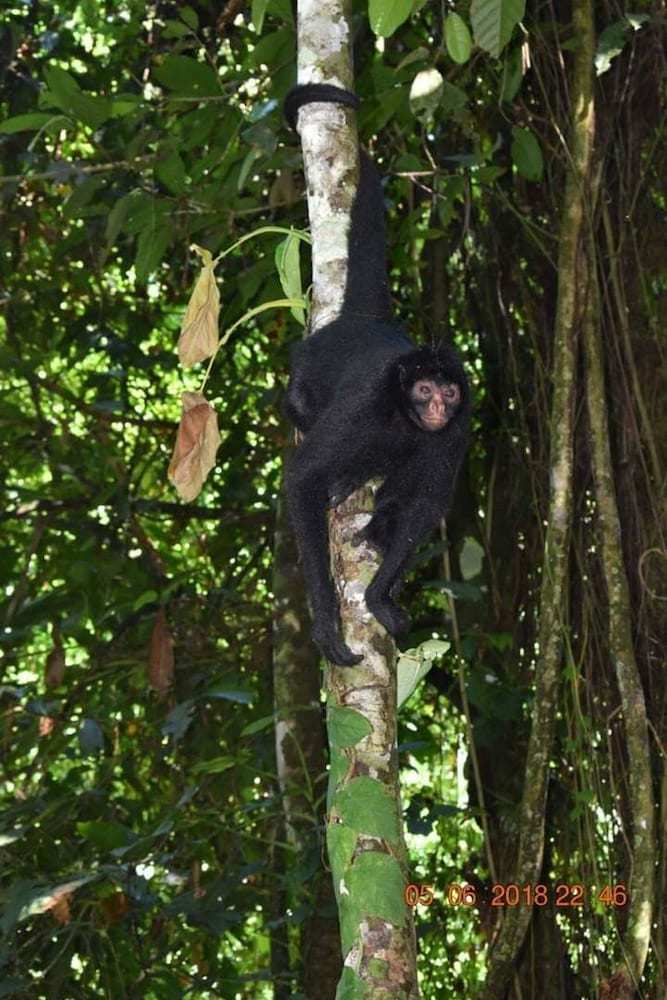 Posada Wimba Jungle Lodge
