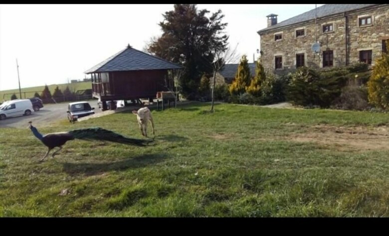 Agroturismo Casa Rural O Ventorrillo