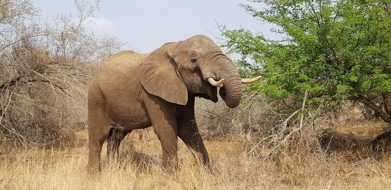 Marloth Park Sanbonani