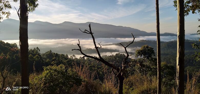 Bed & Breakfast Munnar Jungle Camp