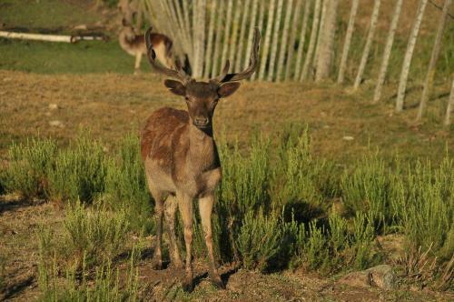Lodge Caba�as Valle De Los Ciervos