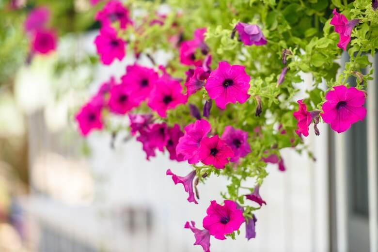 Apartments Beba - Peaceful Location