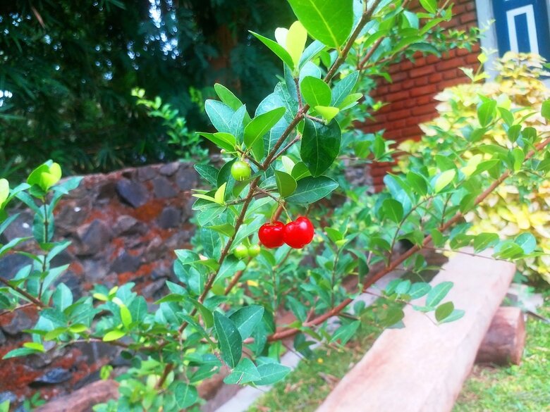 Hotel Honey Tree Polonnaruwa