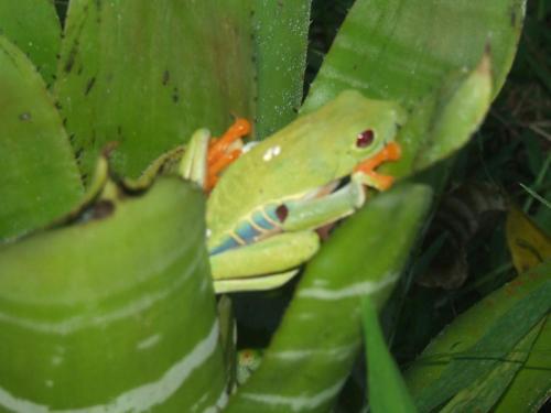 La Perla Del Caribe