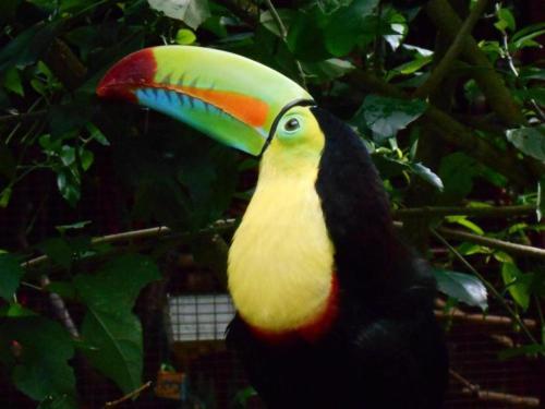 La Perla Del Caribe