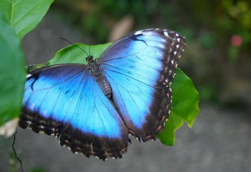 La Perla Del Caribe