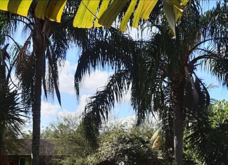 Palmier Hotel & Conven��es