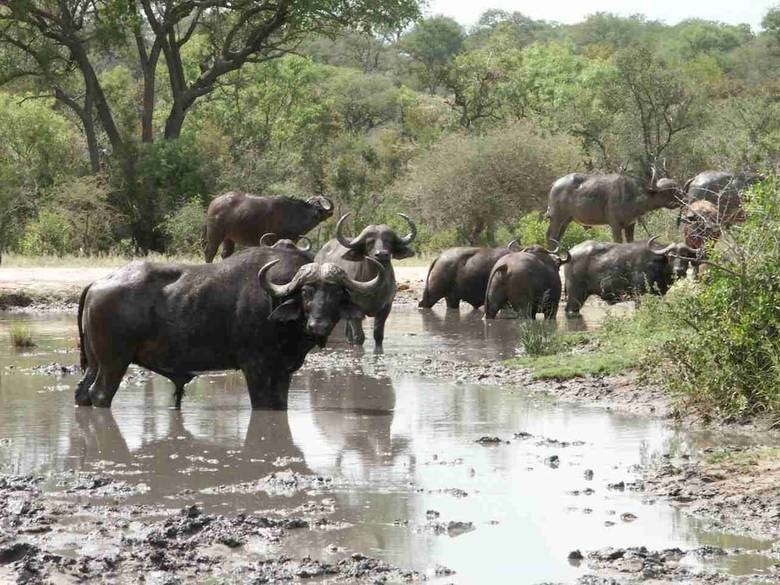 Posada Shumbalala Game Lodge
