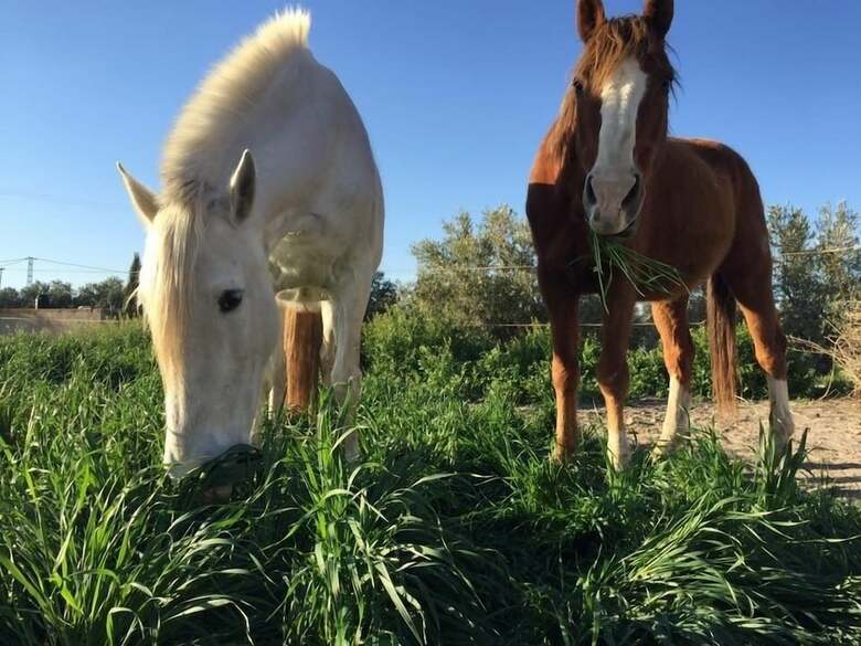 Agroturismo Cortijo Bustamante