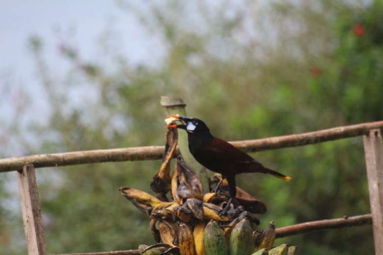 Posada Ceiba Tree Lodge