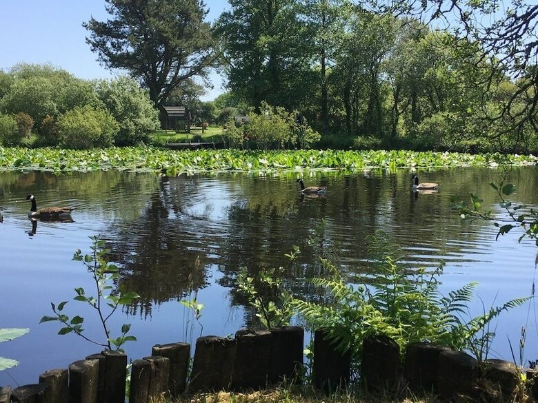 Trecombe Lakes