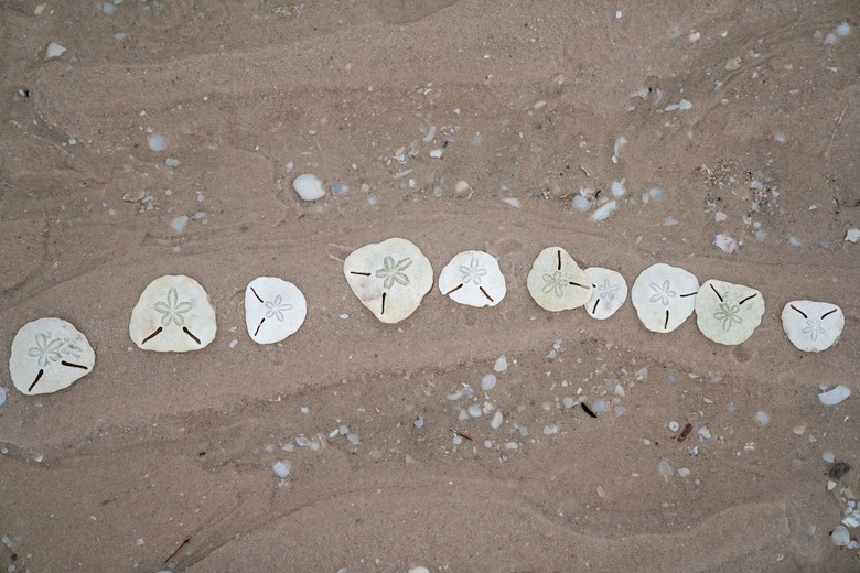 Posada Dugong Beach Lodge